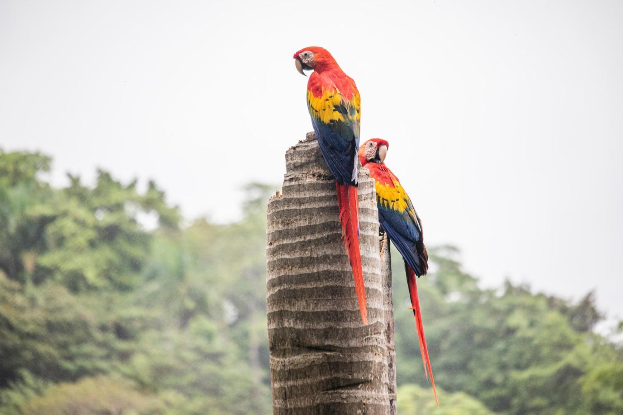 Boutique Hotel Las Cascadas Manuel Antonio Pokoj fotografie